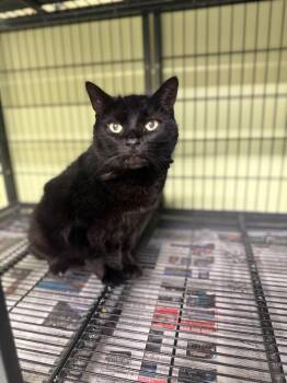 Domestic Short Hair Cats Available for Adoption in Auburn, Indiana - Chicago Party Aunt | PetCurious