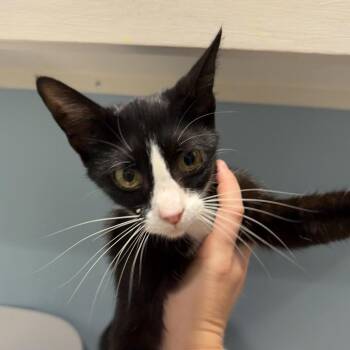 Talia -  Domestic Short Hair Cat for Adoption in Chattanooga, Tennessee - Talia | PetCurious