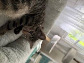 Rescue Domestic Short Hair Cats for Adoption in Sterling, Virginia - Mountain Minis:  Teton | PetCurious
