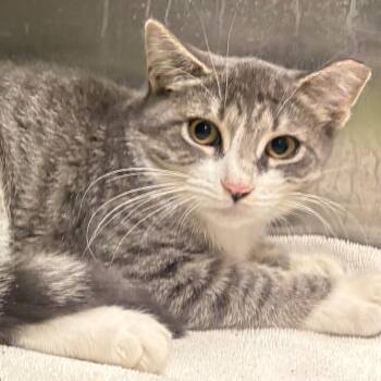 Chili Pepper -  Domestic Short Hair Cat for Adoption in East Hanover, New Jersey - Chili Pepper | PetCurious