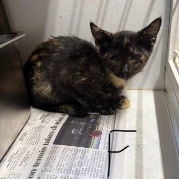 Sneezy -  Domestic Short Hair Cat for Adoption in New York, New York - Sneezy | PetCurious