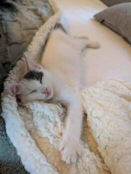 Ivy -  Domestic Short Hair Cat for Adoption in Nacogdoches, Texas - Ivy | PetCurious