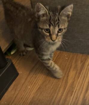 Rescue Domestic Short Hair Cats for Adoption in South Miami, Florida - Sebastian | PetCurious