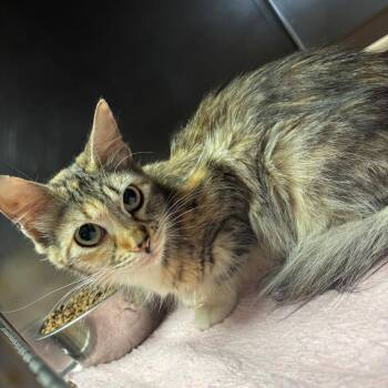 Sister Sue -  Domestic Long Hair Cat for Adoption in Chehalis, Washington - Sister Sue | PetCurious