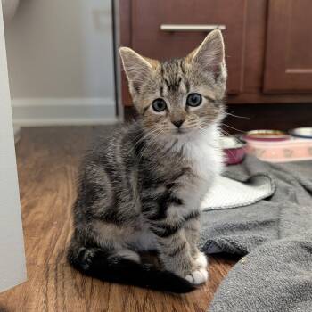 Seriously Casual -  Domestic Short Hair Cat for Adoption in Fredericksburg, Virginia - Seriously Casual | PetCurious