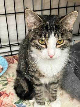 Domestic Short Hair Cats Available for Adoption - Noni | PetCurious