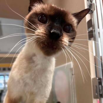 Knight Skye -  Siamese Cat for Adoption in Galveston, Texas - Knight Skye | PetCurious