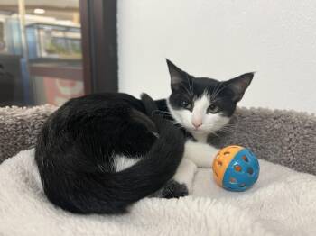 Dahlia -  Domestic Short Hair Cat for Adoption in Palmetto, Florida - Dahlia | PetCurious