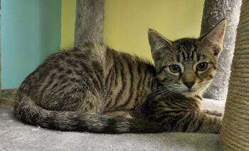 Walter -  Domestic Short Hair Cat Available for Adoption - Walter | PetCurious