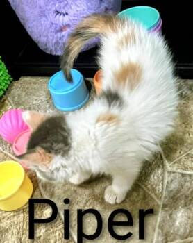 Rescue Calico Cats for Adoption in Binghamton, New York - Piper | PetCurious