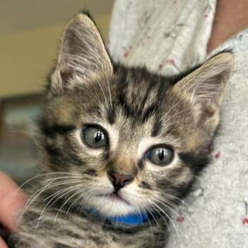 Stimpy -  Domestic Short Hair Cat for Adoption in Grantsville, Utah - Stimpy | PetCurious