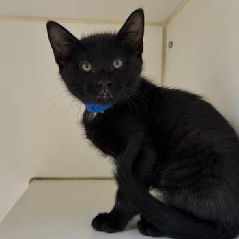 Domestic Short Hair Cats Available for Adoption in Naperville, Illinois - Bumblebee | PetCurious