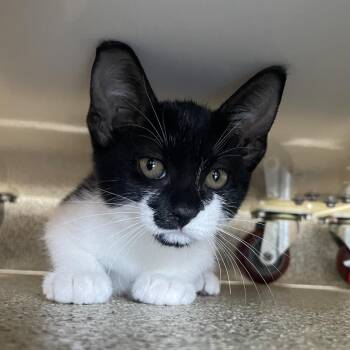Elena Kagan -  Domestic Short Hair Cat for Adoption in Chicago, Illinois - Elena Kagan | PetCurious