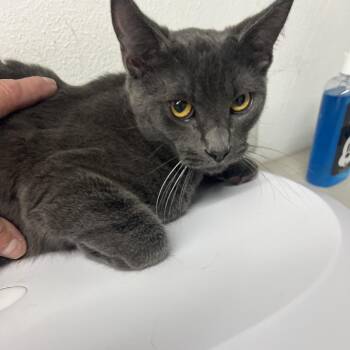 Drizzy Drake -  Domestic Short Hair Cat for Adoption in St. Louis, Missouri - Drizzy Drake | PetCurious