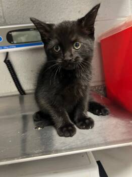 Rescue Domestic Short Hair Cats for Adoption in Henderson, North Carolina - Larry | PetCurious