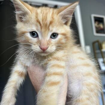 American Shorthair Cats Available for Adoption in Lilburn, Georgia - Henrik | PetCurious