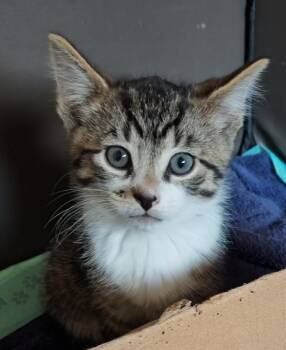 Domestic Short Hair Cats Available for Adoption in Sandusky, Ohio - BARRACUDA | PetCurious