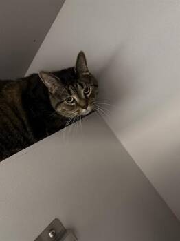 LUCY -  Domestic Short Hair Cat for Adoption in Kalamazoo, Michigan - LUCY | PetCurious