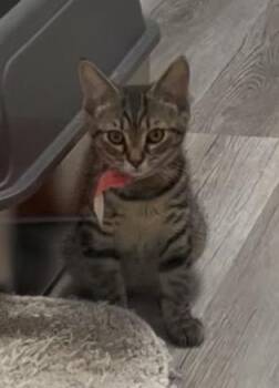 Dottie -  Domestic Short Hair Cat Available for Adoption in Arthurette, New Brunswick - Dottie | PetCurious