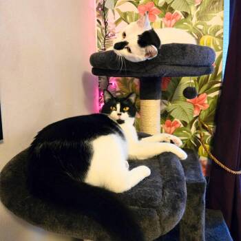 Lily & Daisy - Sweet Family -  Domestic Short Hair Cat for Adoption - Lily & Daisy - Sweet Family | PetCurious