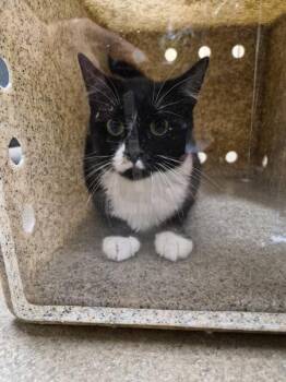 Nf17 -  Domestic Medium Hair Cat for Adoption in Lawrenceville, Georgia - Nf17 | PetCurious