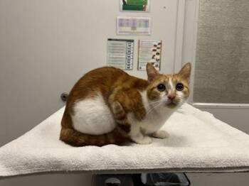 Whistling On The Empty Track -  Domestic Short Hair Cat for Adoption in Kansas City, Missouri - Whistling On The Empty Track | PetCurious