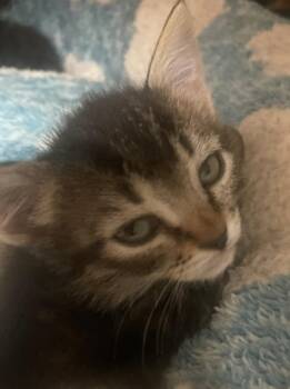 Tabby Cats Available for Adoption in Billings, Montana - K-7 Skye | PetCurious