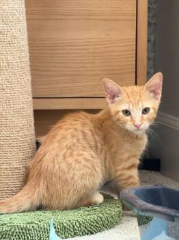 Dolly 5243 -  Domestic Short Hair Cat for Adoption in Bonsall, California - Dolly 5243 | PetCurious