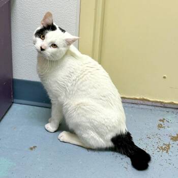 Domestic Short Hair Cats Available for Adoption - Angus | PetCurious