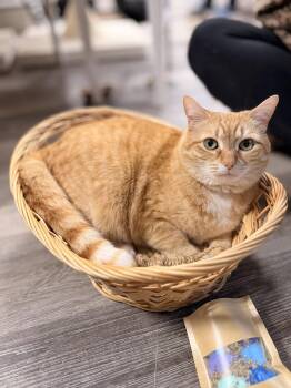 Domestic Short Hair Cats Available for Adoption in Erie, Pennsylvania - Georgia Peach  | PetCurious