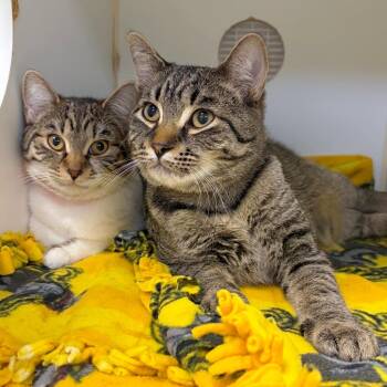 Rico -  Domestic Short Hair Cat for Adoption in Woodinville, Washington - Rico | PetCurious