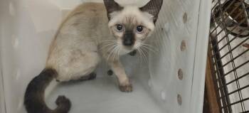 SEEKER -  Siamese Cat for Adoption in Santa Fe, New Mexico - SEEKER | PetCurious