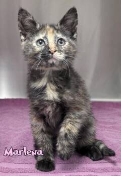 Marlena -  Domestic Short Hair Cat for Adoption in Mason, Michigan - Marlena | PetCurious