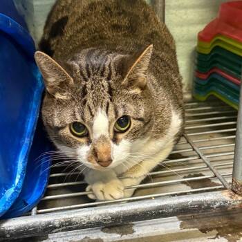 Nova -  Domestic Short Hair Cat for Adoption in Jacksonville, Arkansas - Nova | PetCurious