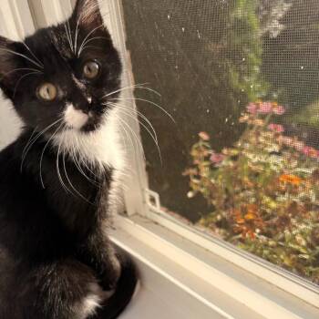 Spookly -  Domestic Short Hair Cat for Adoption in Milan, Illinois - Spookly | PetCurious