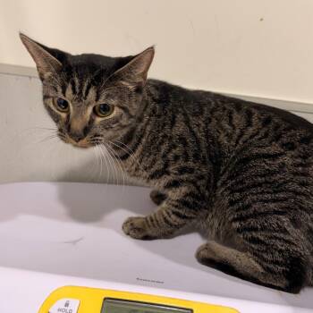 Venus -  Domestic Short Hair Cat for Adoption in Tampa, Florida - Venus | PetCurious