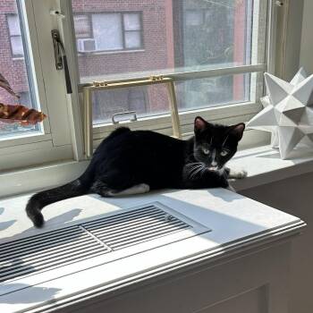 Fir -  Domestic Short Hair Cat for Adoption - Fir | PetCurious