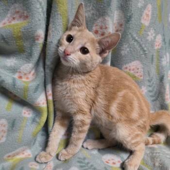 Pinky -  Domestic Short Hair Cat for Adoption in Laredo, Texas - Pinky | PetCurious