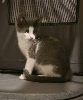 Moo Deng -  Domestic Short Hair Cat for Adoption in Tucson, Arizona - Moo Deng | PetCurious