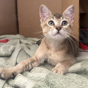 Domestic Short Hair Cats Available for Adoption in Pittsburgh, Pennsylvania - Libby | PetCurious