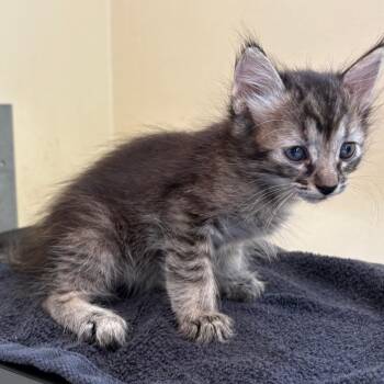 Greta -  Domestic Medium Hair Cat for Adoption in Pasadena, California - Greta | PetCurious