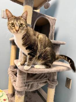 Meggie -  Domestic Short Hair Cat for Adoption in Reston, Virginia - Meggie | PetCurious