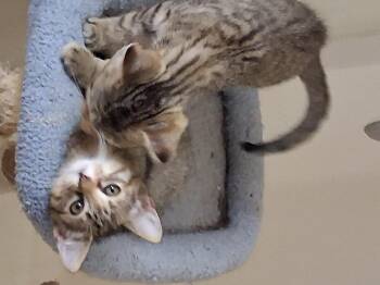 Rescue Domestic Medium Hair and Tabby Cats for Adoption in Simms, Texas - Ruby & Rudy | PetCurious