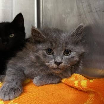 Wallace -  Domestic Long Hair Cat for Adoption in Harrisville, West Virginia - Wallace | PetCurious