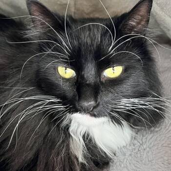 Domestic Long Hair Cats Available for Adoption in Saint Leonard, Maryland - Precious | PetCurious