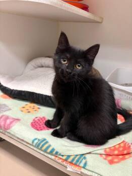 Domestic Short Hair Cats Available for Adoption in Johnson City, Tennessee - Amara (Franklin Terrace) | PetCurious