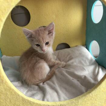 King Louie -  Tabby and Domestic Medium Hair Cat for Adoption - King Louie | PetCurious