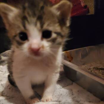 Domestic Short Hair Cats Available for Adoption in Inman, South Carolina - Mojo | PetCurious
