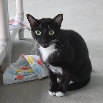 Domestic Short Hair Cats Available for Adoption in Buffalo, New York - Gatsby | PetCurious