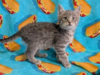 ASMODEA -  Domestic Short Hair Cat for Adoption in Colorado Springs, Colorado - ASMODEA | PetCurious